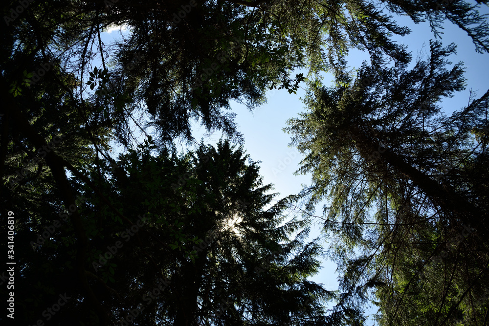 Fototapeta premium Looking at the sky among the fir branches
