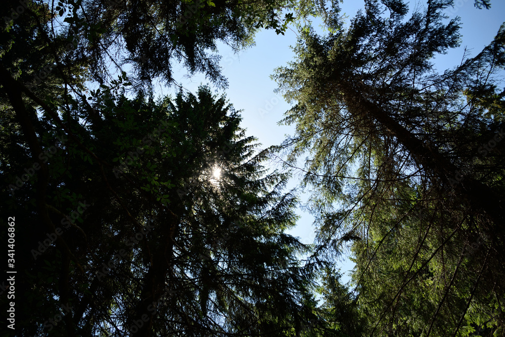 Obraz premium trees in the forest