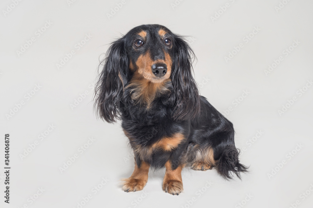 cute Portrait of dachshund studio shot