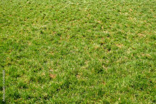 field with green grass background image
