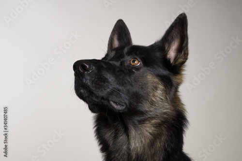 portrait of a young german shepherd
