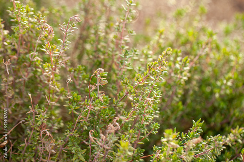Macro shot of garden thyme growing in the early spring with sunlight in the background 