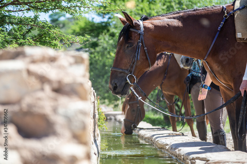 Cheval harnaché au repos au-dessus d'un abreuvoir en pleine nature