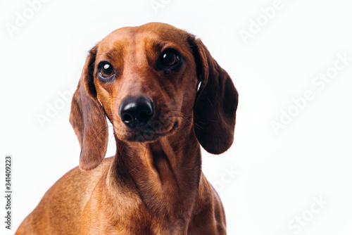 Purebred dog dachshund with shiny hair. A companion dog and a friend. © Ekaterina Pichukova