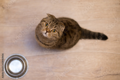 Hungry funny cat looking and waiting for food