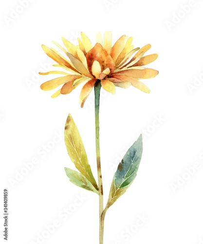 Watercolor rudbeckia flower on white background