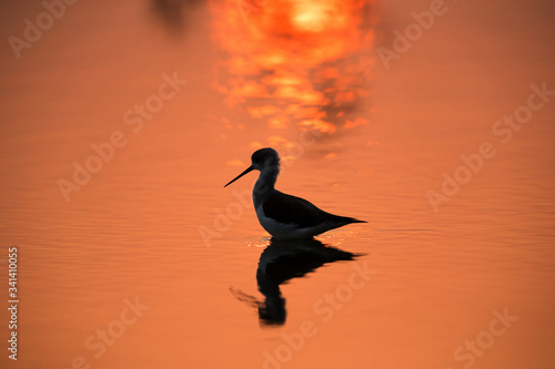 Black-winged Stilt and the morning sun