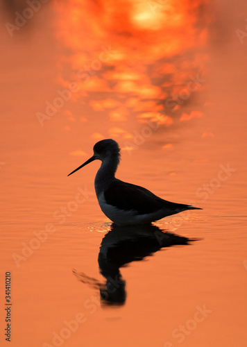Black-winged Stilt and reflection of sun during morning hours