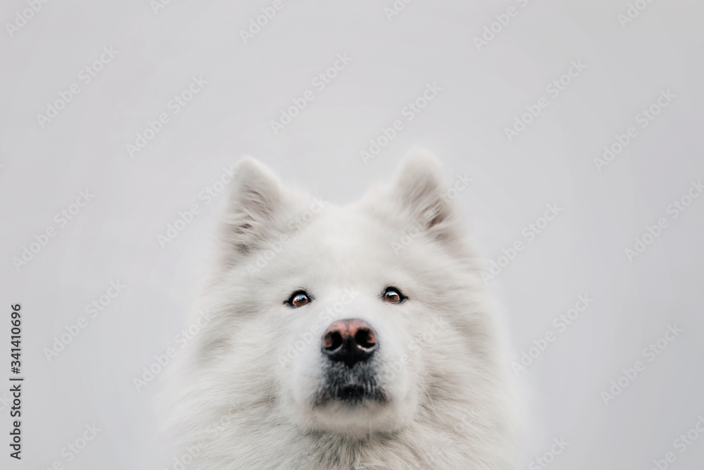 Beautiful samoyed dog. White dog. Gray background. Beautiful samoyed dog. White dog. Gray background.