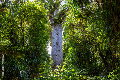 Agatis australis. Nature parks of New Zeland. Waipoua kauri forest. photo