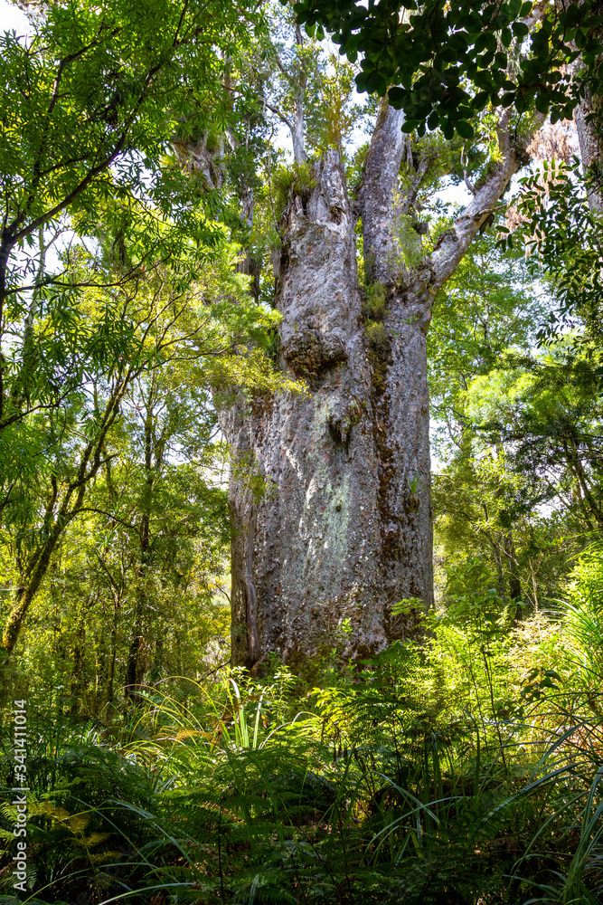 Waipoua kauri forest. Kauri tree. Nature parks of New Zeland. Waipoua kauri forest. Kauri tree. Nature parks of New Zeland.