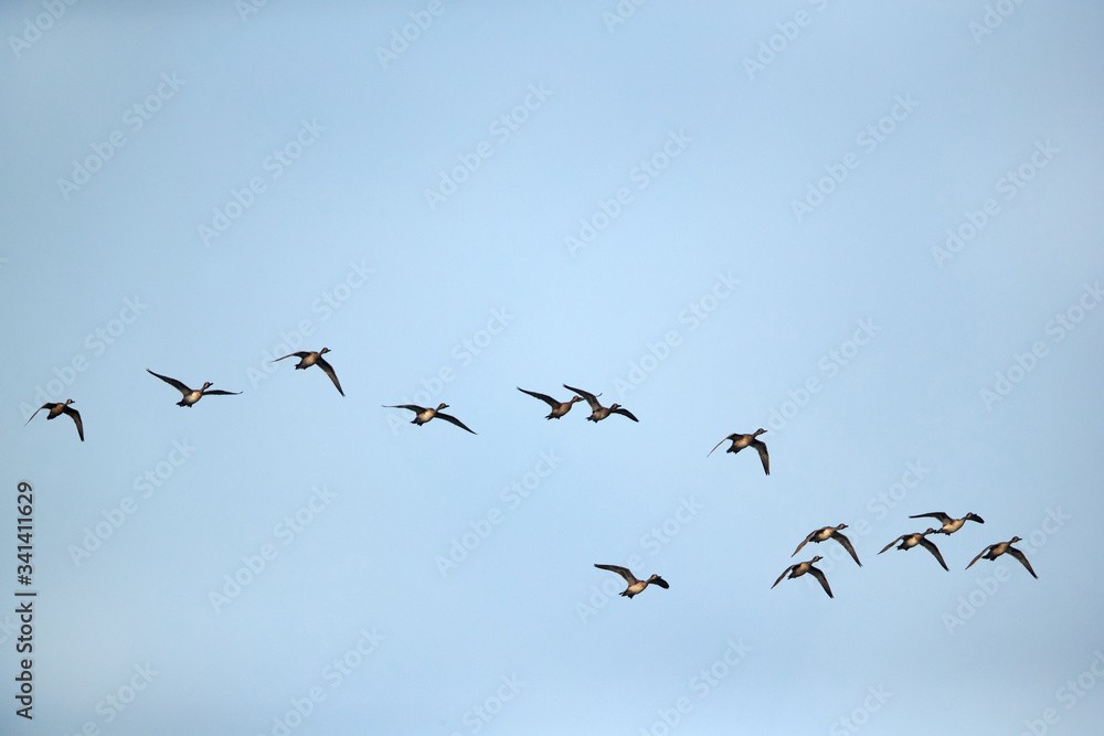 A flock of Northern Pintails
