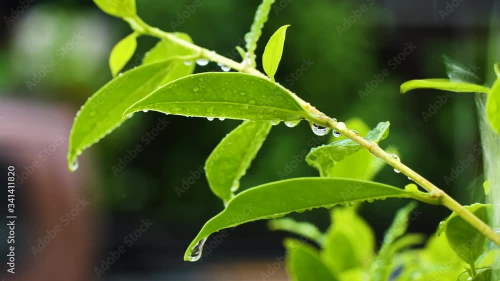 Raining drop on green leaf in the day. The freshness beauty in nature. Raining drop on green leaf in the day. The freshness beauty in nature.