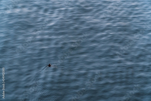 Aerial view of a duck floating on the water surface. Very small bird on a huge blue background.