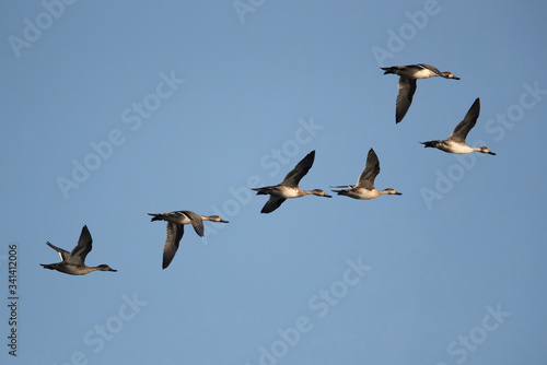 A flock of Northern Pintails in flight