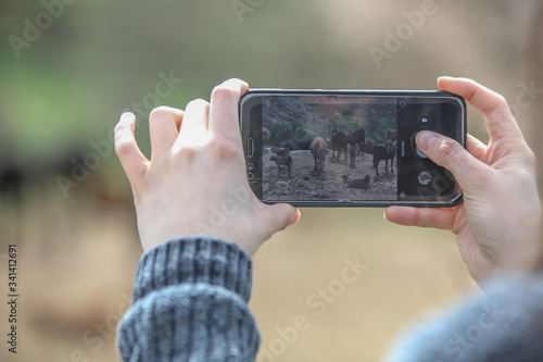 woman taking photos of bulls in a livestock farm

