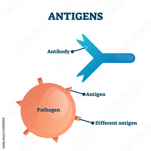 Antigens vector illustration. Labeled antibody, pathogen educational scheme photo