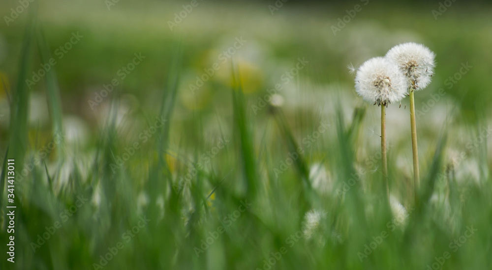 Field with green grass and dandelion. Copy space Field with green grass and dandelion. Copy space