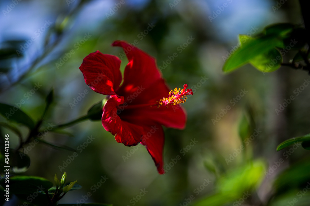 flower, red, plant, nature, hibiscus, garden, green, blossom, flowers, bloom, leaf, summer, rose, floral, macro, beauty, leaves, flora, beautiful, tropical, color, petal, petals, pink, closeup