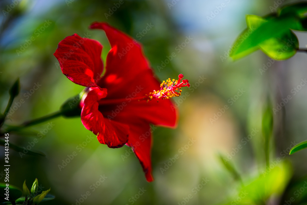 flower, red, plant, nature, hibiscus, garden, green, blossom, flowers, bloom, leaf, summer, rose, floral, macro, beauty, leaves, flora, beautiful, tropical, color, petal, petals, pink, closeup flower, red, plant, nature, hibiscus, garden, green, blossom, flowers, bloom, leaf, summer, rose, floral, macro, beauty, leaves, flora, beautiful, tropical, color, petal, petals, pink, closeup
