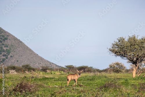 Antilope dans la savane