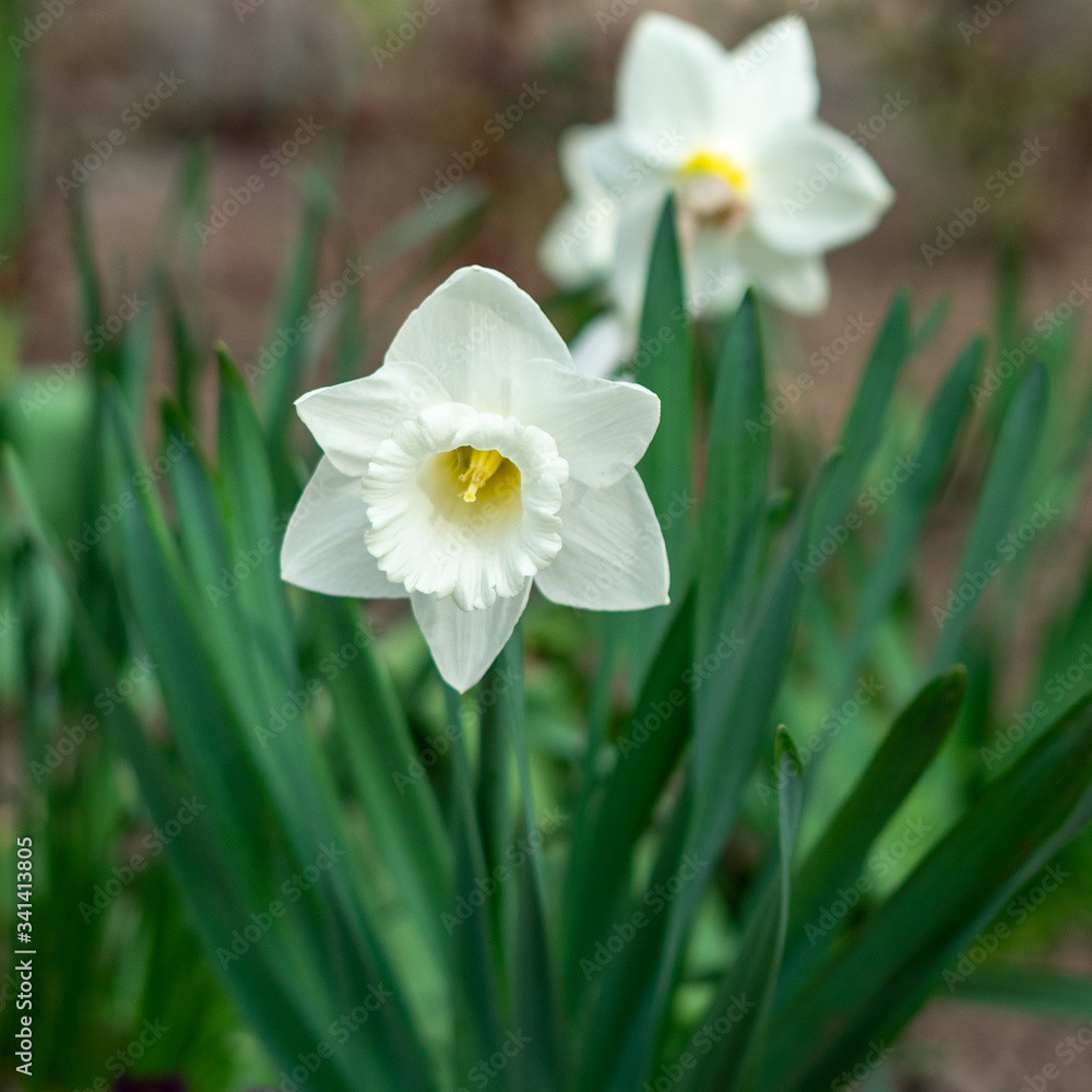 Narcissus tubular white delicate flower with a thin stem and exquisite aroma Narcissus tubular white delicate flower with a thin stem and exquisite aroma