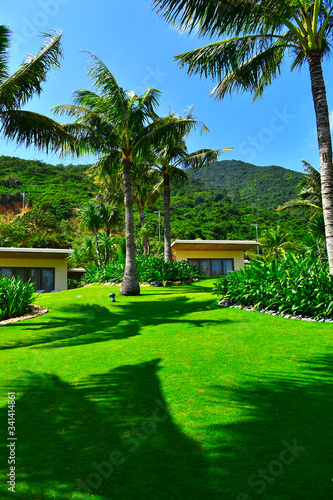 green grass and palms in sunny day