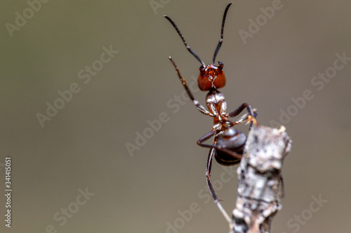 mrówka na szarym tle