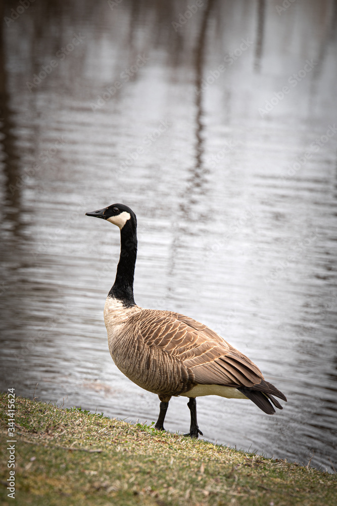 family of canada geese family of canada geese