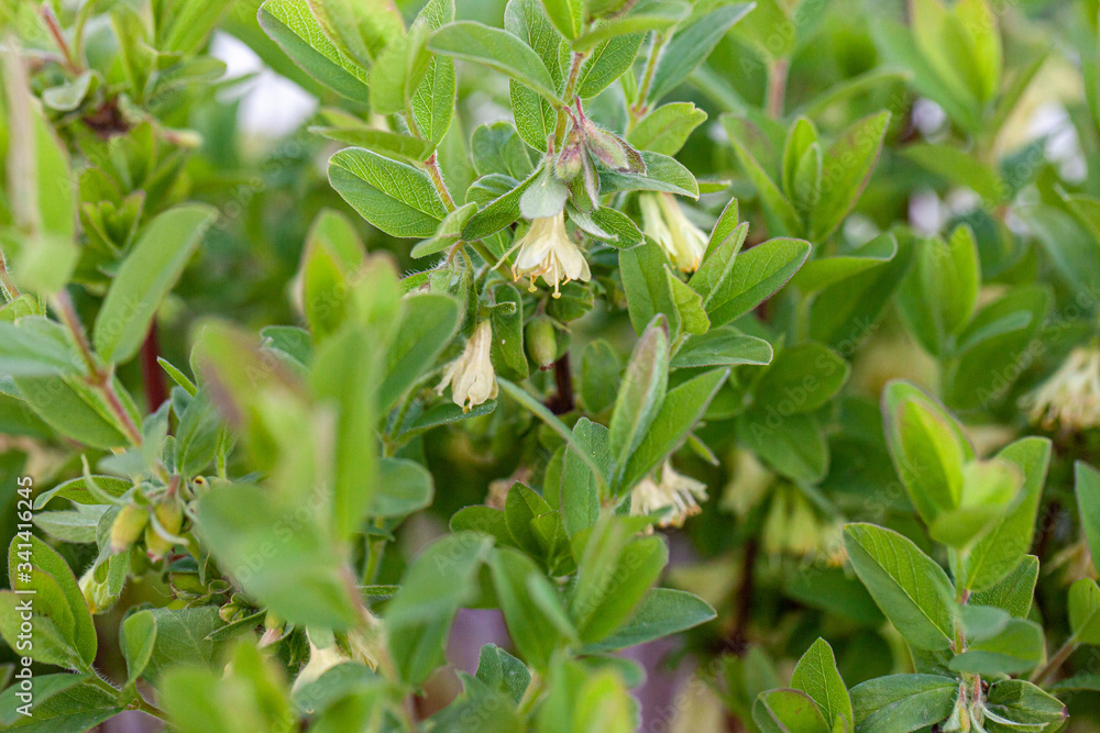 Honeyberry Plant blooming in the early spring Honeyberry Plant blooming in the early spring