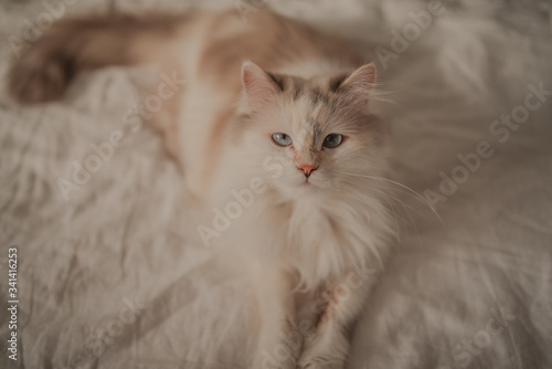 White gray beautiful cat lies on the bed.