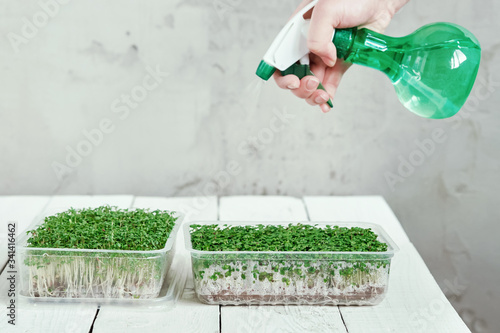 Female hand with a sprayer watering a microgreens. Concept of healthy lifestyle and home gardening