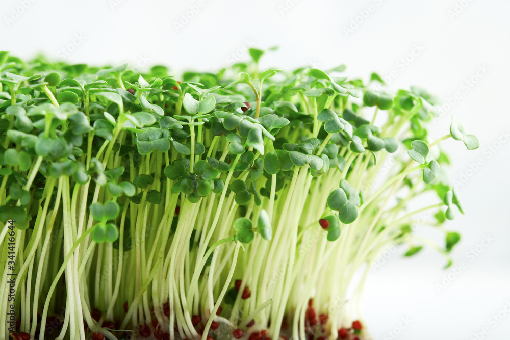 Obraz premium Close-up of microgreen broccoli. Concept of home gardening and growing greenery indoors