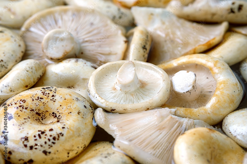 white mushrooms of the genus lactarius in large quantities white mushrooms of the genus lactarius in large quantities