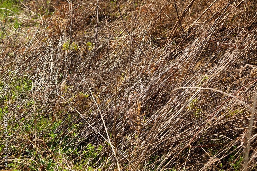 stems of dry textured grass, straw, rustic style stems of dry textured grass, straw, rustic style