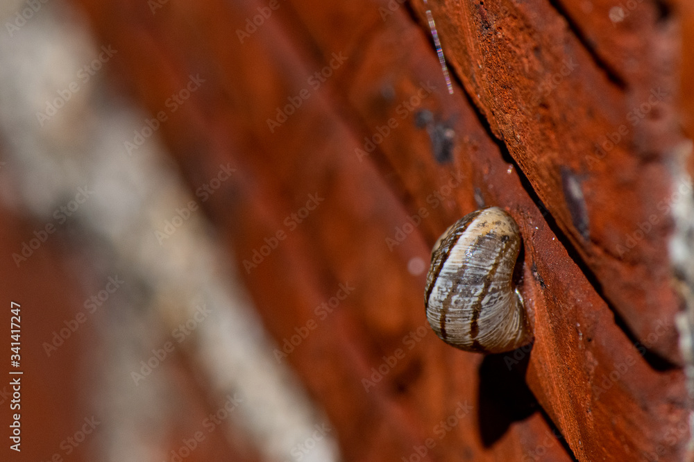 escargot sur mur en brique escargot sur mur en brique