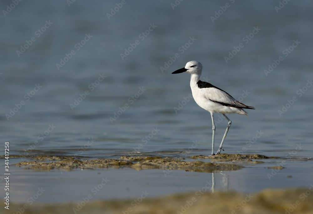 Crab plover during low tide