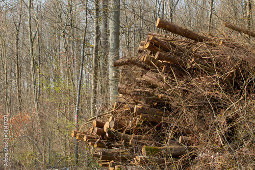 Stacked tree trunks ready to be transported to a sawmill