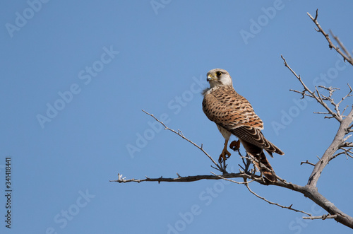 Common Kestrel on a tree