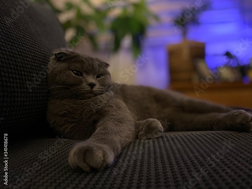 Cute scottish fold cat portrait at home