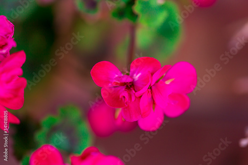 RED spring flowers against a blurred background. Spring blooming tree with green leaves. Gilly flowers