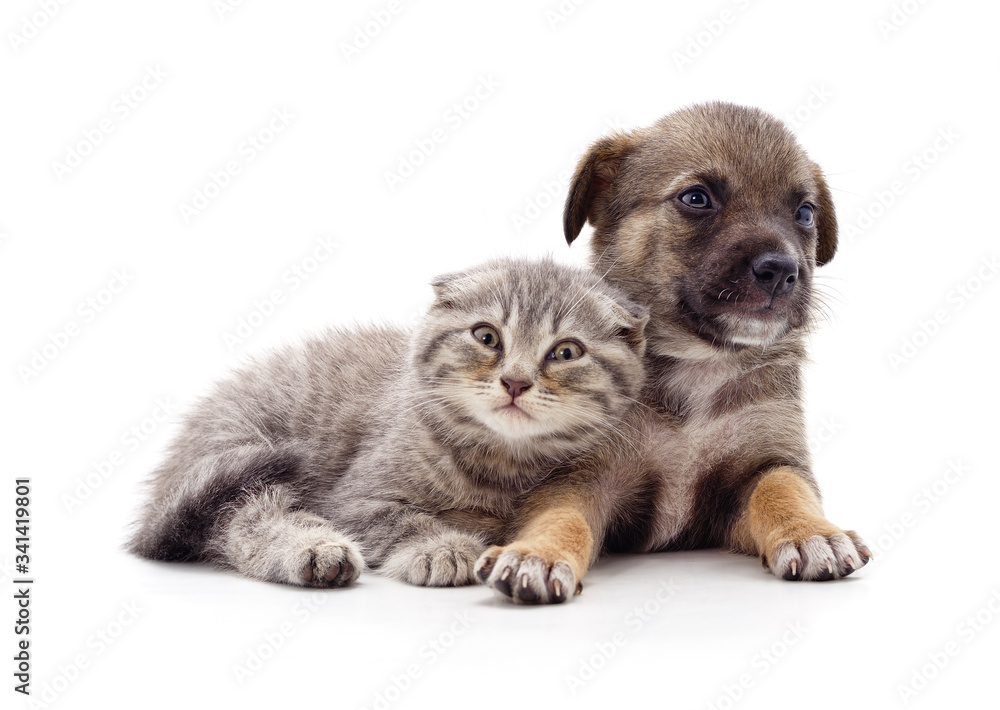 Kitten and puppy.