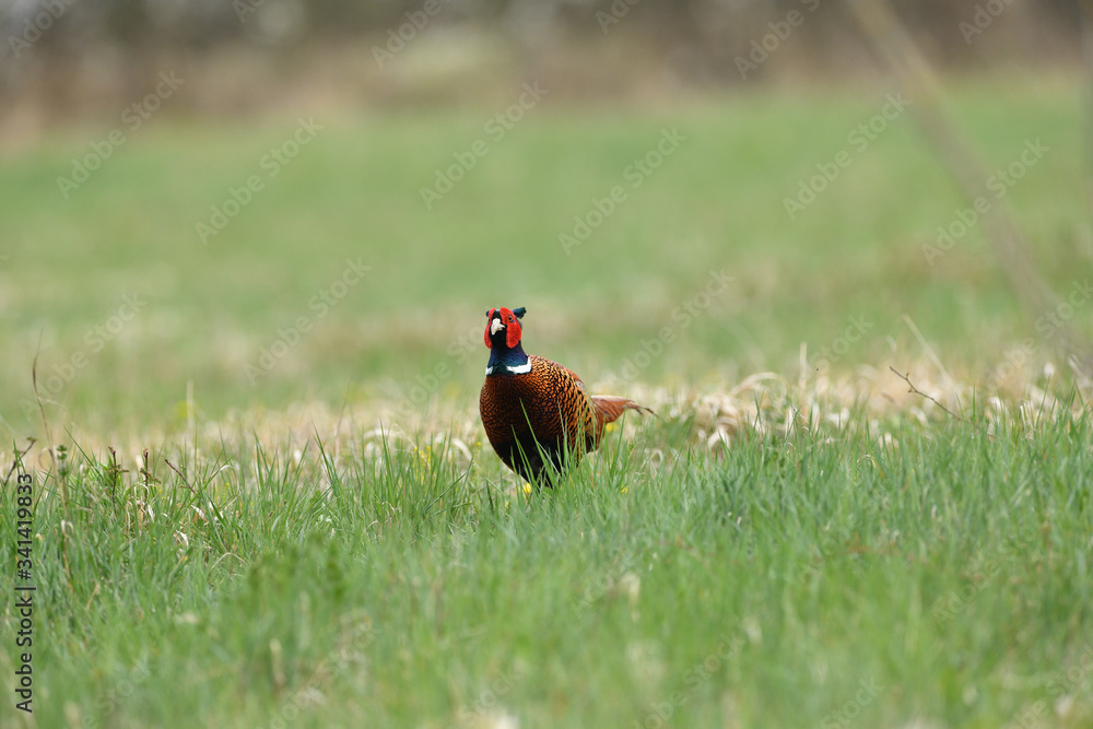 Fototapeta premium Portrait of a common pheasant on a green meadow in spring during rut