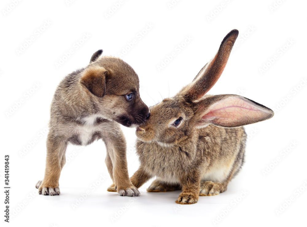 Fototapeta premium Dog and rabbit kissing.