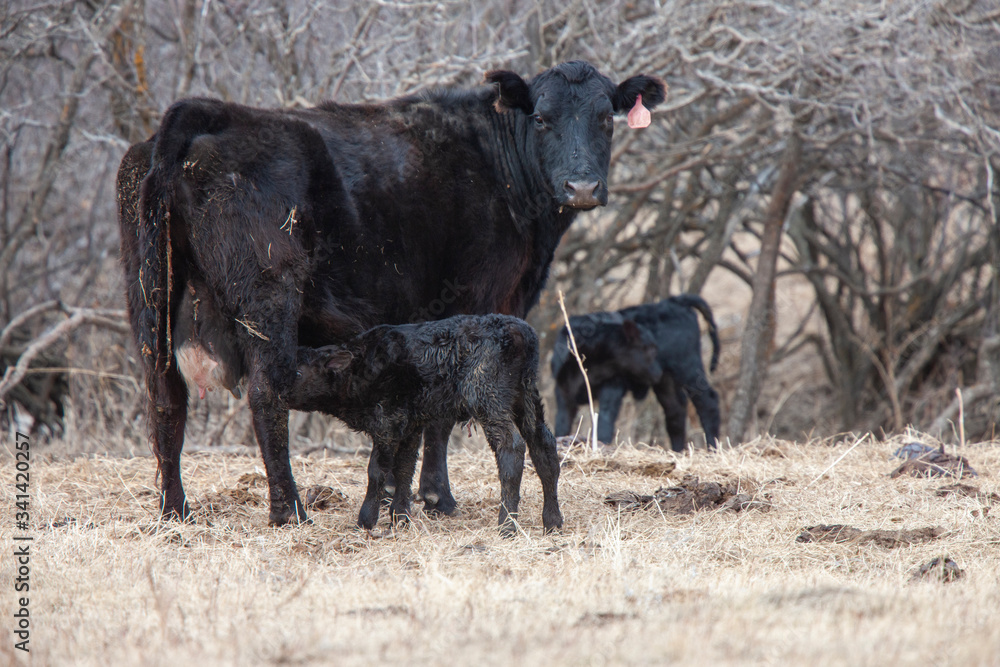 Fototapeta premium Cow Calf in field
