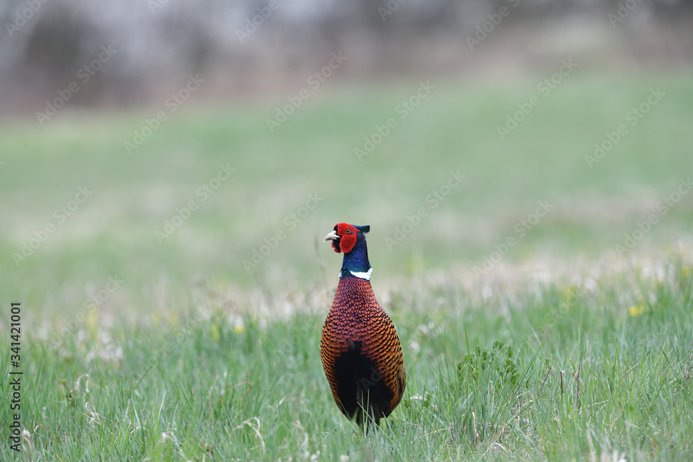 Naklejka premium Portrait of a common pheasant on a green meadow in spring during rut
