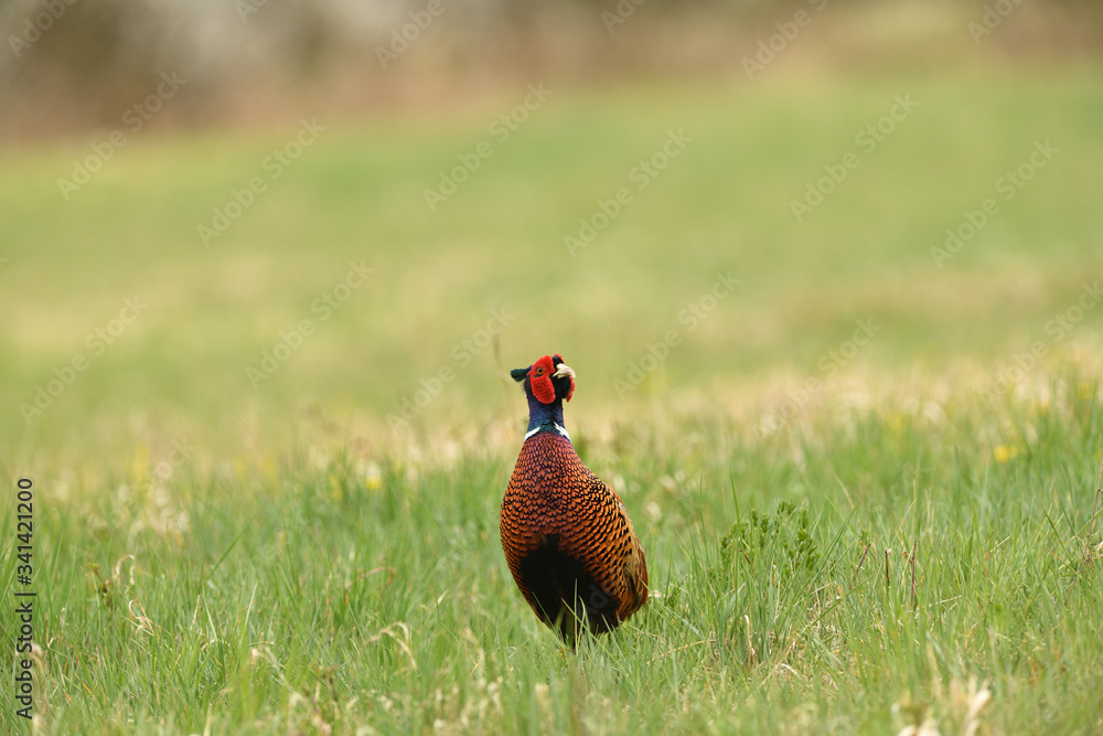 Naklejka premium Portret bażanta na zielonej łące wiosną podczas rykowiska