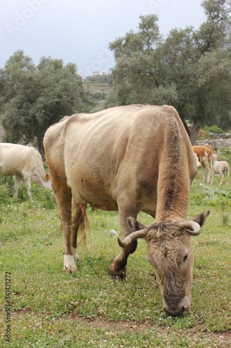 Kiyikislacik, Turkey: 17.09.2016 - Young cow portrait on the field in Turkey. Farm grazing.