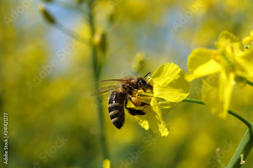 Biene bei der Bestäubung von Rapsblüte - Stockfoto