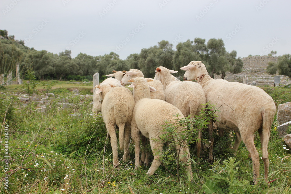 Kiyikislacik, Turkey: 10.10.2017 - Goats looking in one point surrounded ruins of mausoleum in Roman fish market in Kiyikislacik region. Kiyikislacik, Turkey: 10.10.2017 - Goats looking in one point surrounded ruins of mausoleum in Roman fish market in Kiyikislacik region.
